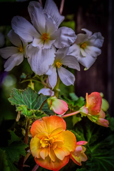 꽃잎에 방울이 떨어지는 아름다운 형형색색의 정원에서 피어나고 — 스톡 사진