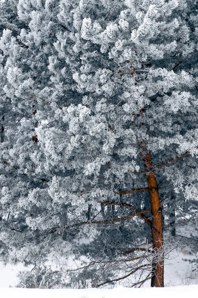 Güzel Kış Ormanının Dikey Görüntüsü Kış Arkaplanı — Stok fotoğraf