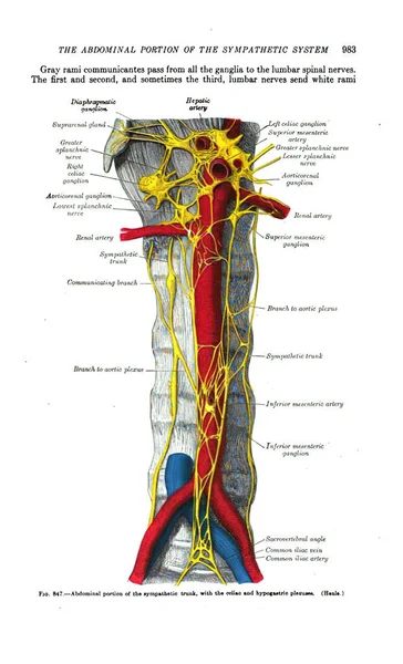 Het Abdominale Deel Van Het Sympathieke Systeem Vintage Anatomie — Stockfoto