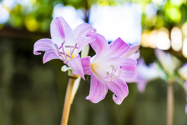 Delikatne Kwiaty Lilii Jersey Rozmytym Tle — Zdjęcie stockowe