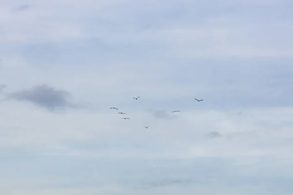 Grupo Pássaros Voando Fundo Céu Sombrio — Fotografia de Stock