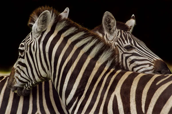 Macro Shot Two Zebras Standing Together Black Background — Stock Photo, Image