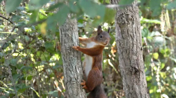 Tiro Perto Esquilo Subindo Uma Árvore — Fotografia de Stock
