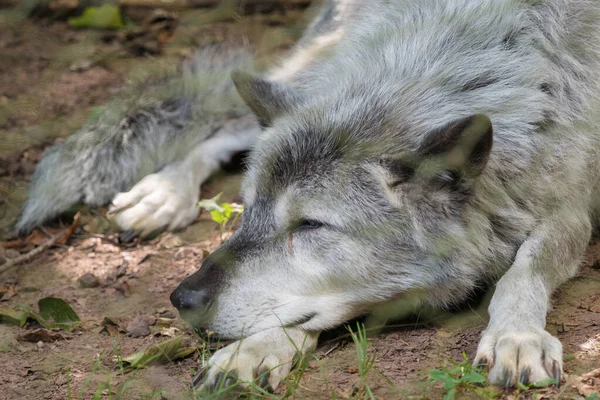 Cão Lobo Descansando Chão Uma Floresta — Fotografia de Stock