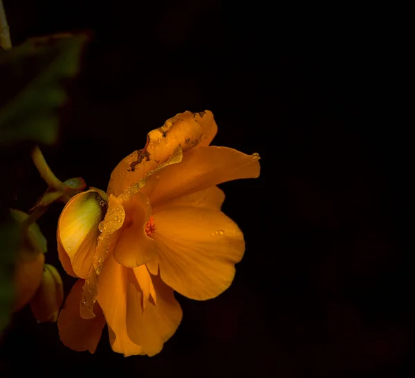 Uma Flor Crossandra Brilhante Com Orvalho Nas Pétalas Fundo Preto — Fotografia de Stock