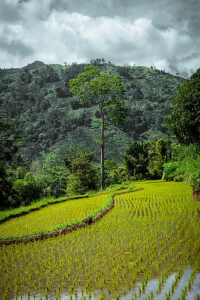 Μια Κάθετη Λήψη Μιας Όμορφης Κοιλάδας Του Ρίκφιλντ Σουλάουέσι Ινδονησία — Φωτογραφία Αρχείου