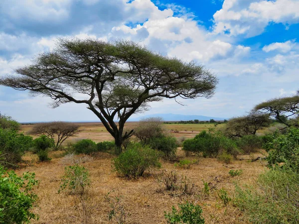 セレンゲティの生態系 アフリカのキャンドルオークの木の穏やかな風景 — ストック写真