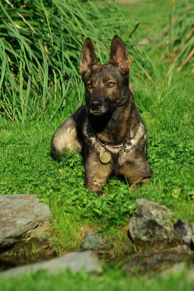 Colpo Verticale Cane Lupo Italiano Sdraiato Sull Erba — Foto Stock