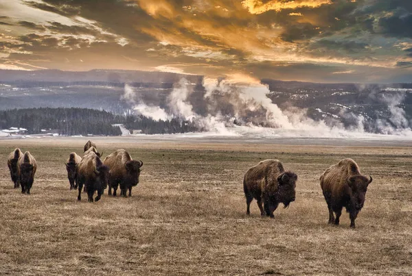 Tiro Uma Manada Bisonte Americano Bisonte Bison Yellowstone Park Com — Fotografia de Stock