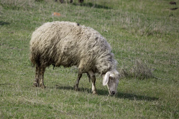 Uma Ovelha Solitária Pastando Campo Verde Campo — Fotografia de Stock