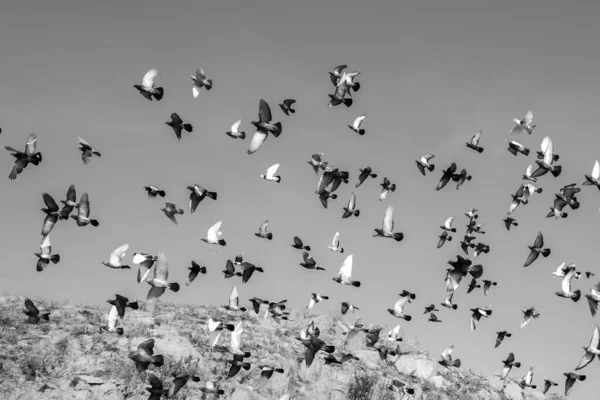 Uma Escala Cinza Muitas Aves Voadoras — Fotografia de Stock
