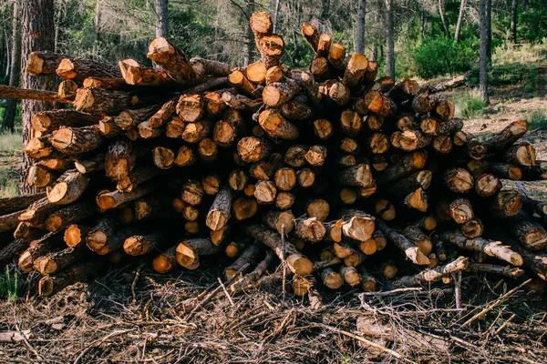 Bunt Vedstockar Skog — Stockfoto