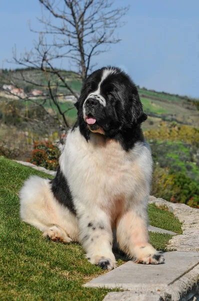 Close Vertical Cão Terra Nova Livre — Fotografia de Stock