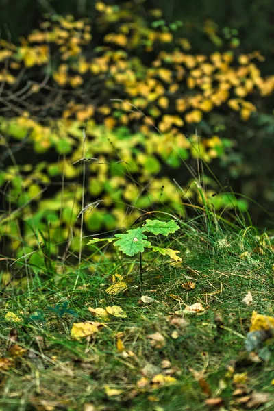 Detailní Záběr Krásného Suchého Podzimního Listí Lese — Stock fotografie