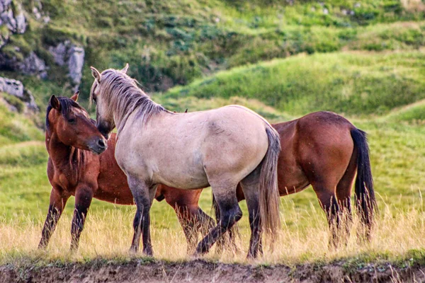 Uma Manada Cavalos Campo Pasto — Fotografia de Stock