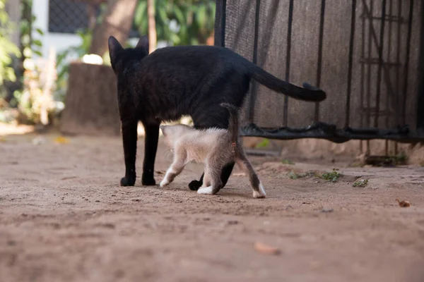 Bahçesinde Beyaz Kedisi Olan Büyük Siyah Bir Kedi — Stok fotoğraf