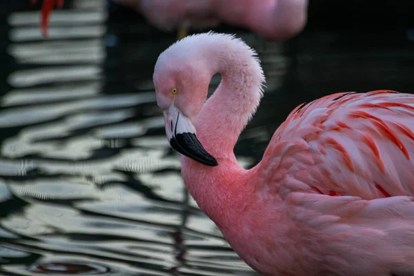 Egy Gyönyörű Flamingó Portré Tóban — Stock Fotó