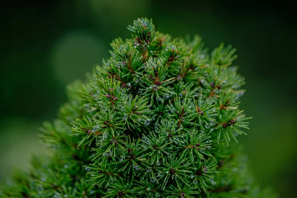 Primer Plano Las Plantas Coníferas Verdes Bosque —  Fotos de Stock