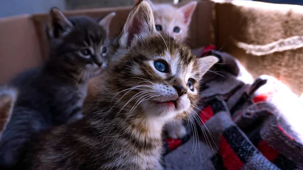 Close Três Gatinhos Abandonados Fora Uma Caixa — Fotografia de Stock