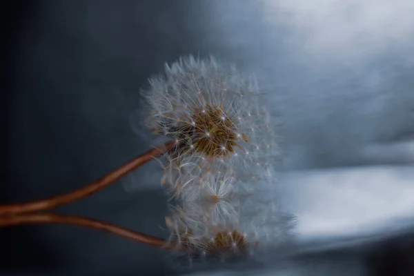 一个蒲公英的特写和它的倒影与模糊的背景 — 图库照片