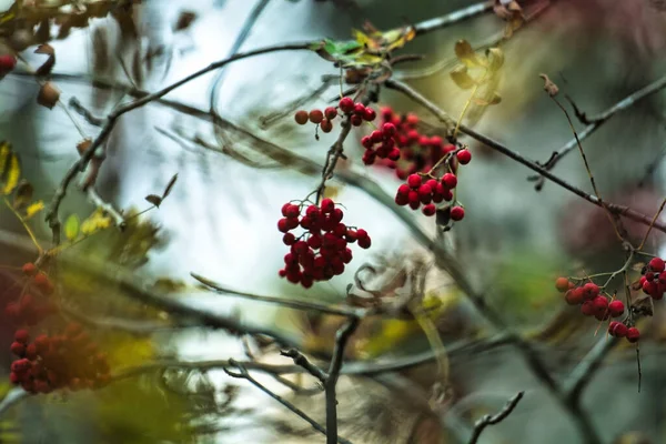 Eine Nahaufnahme Von Ästen Mit Wilden Beeren Wald — Stockfoto