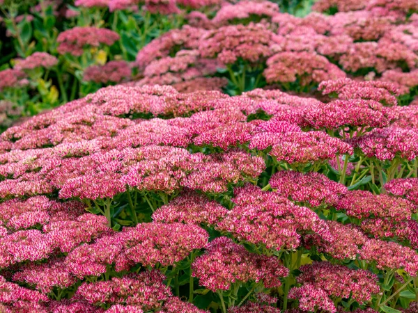 Primer Plano Sedum Stonecrop Flores Bonito Jardín —  Fotos de Stock