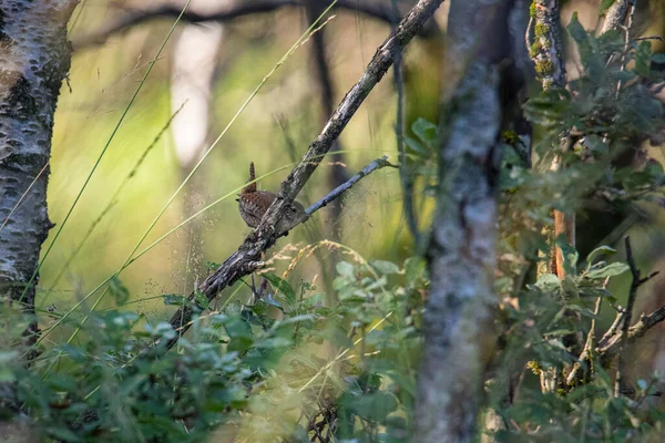 Ein Kleiner Vogel Auf Einem Baum Der Natur — Stockfoto