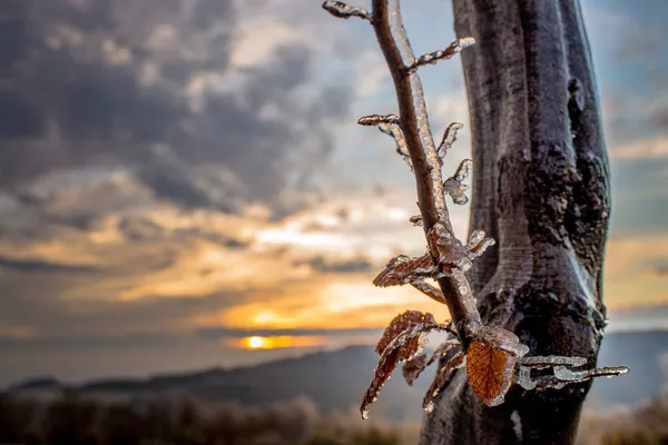 Zbliżenie Liści Drzew Gałęzi Pokrytych Mrozem Podczas Wschodu Słońca Rano — Zdjęcie stockowe