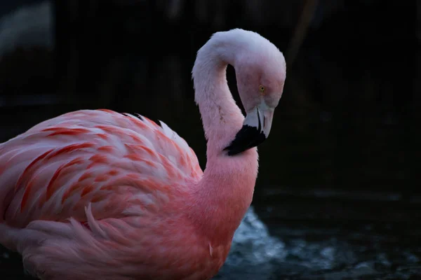 Csendes Kilátás Egy Gyönyörű Flamingóra Tóban — Stock Fotó
