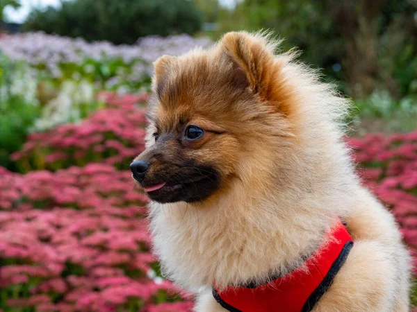 一只棕色的波美拉尼亚犬的浅浅的焦点 它在美丽的花园里有红领子 — 图库照片