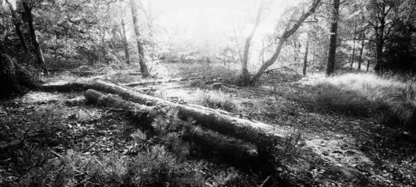 Ένα Γκρι Πλάνο Του Δάσους — Φωτογραφία Αρχείου