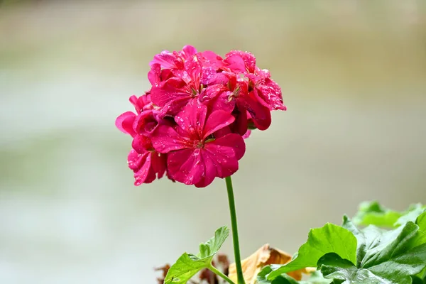 Closeup Shot Beautiful Pink Flower Blurred Background — Stock Photo, Image