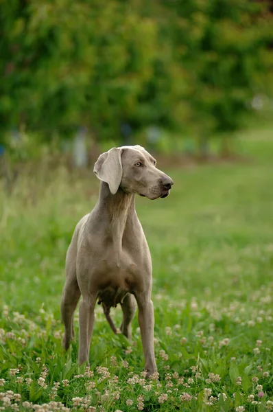 Vertical Closeup Weimaraner Dog Outdoors Hunting Dog Breed — Stock Photo, Image