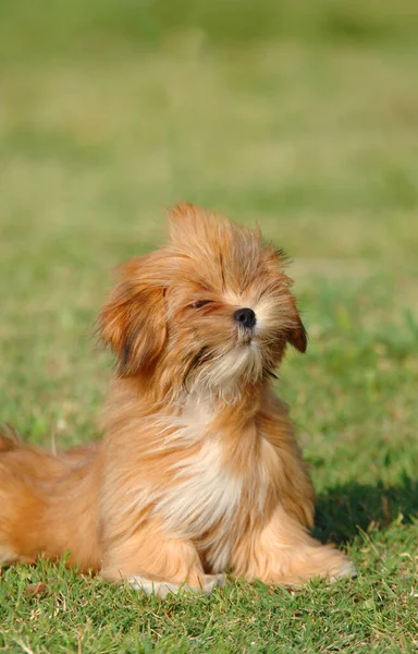 Вертикальний Знімок Щенячої Собаки Лхаса Відкритому Повітрі — стокове фото
