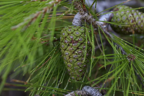 Closeup Shot Green Resinous Pine Cones Pine Tree Branch Forest — Stock Photo, Image