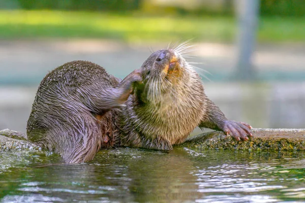 Eine Selektive Fokusaufnahme Eines Fischotters Der Sich Wasser Kratzt — Stockfoto