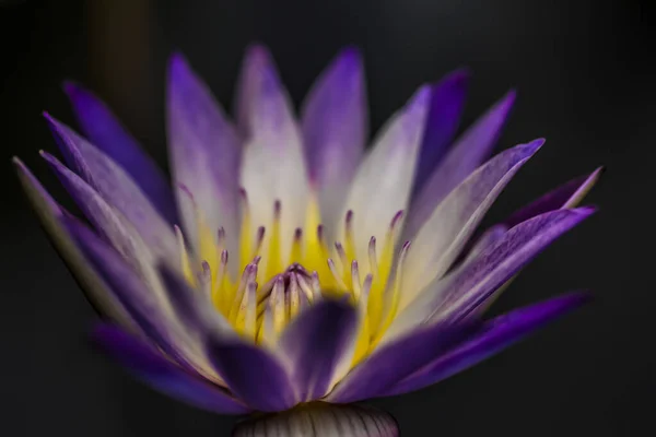 Una Macro Toma Loto Seráfico Familia Nelumbonoacae Sobre Fondo Negro —  Fotos de Stock