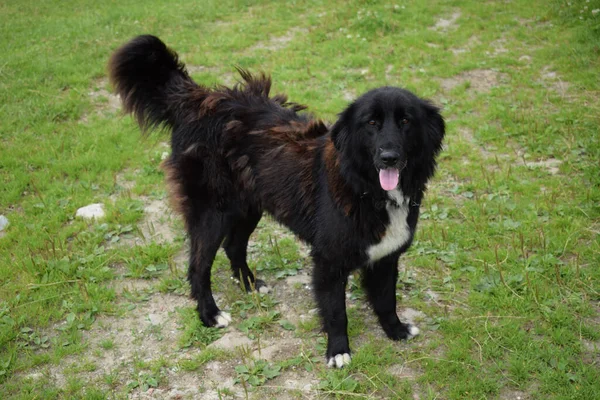 Una Bella Carina Bella Adorabile Amichevole Soffice Cane Nero Sull — Foto Stock