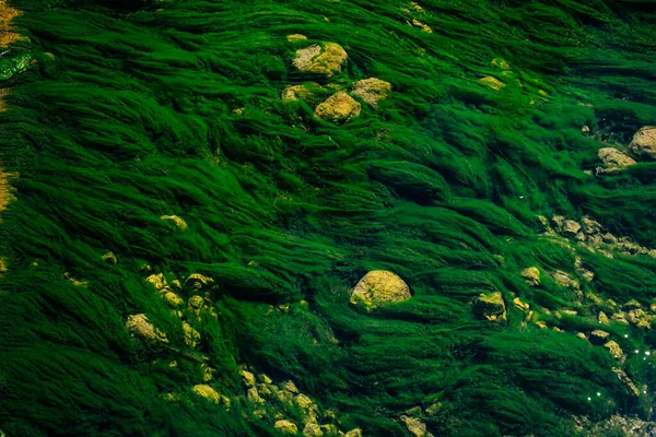 Ένα Κοντινό Πλάνο Πράσινα Βρύα Στα Βράχια — Φωτογραφία Αρχείου