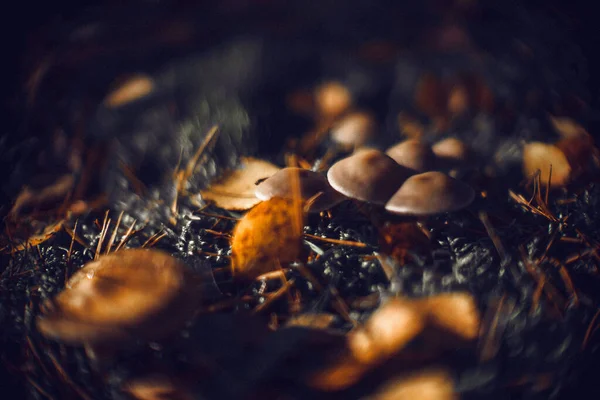 Eine Nahaufnahme Von Getrockneten Fallenden Blättern Und Pilzen Auf Gras — Stockfoto