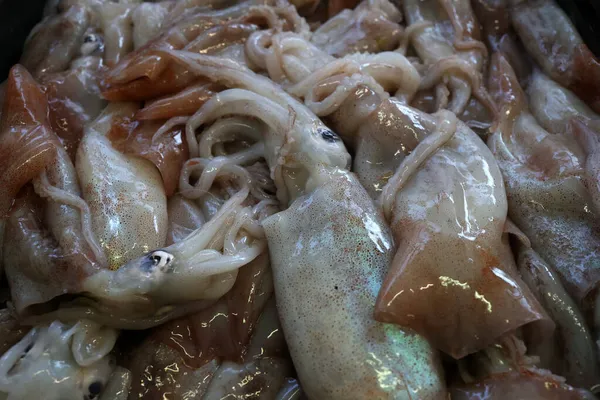Top View Closeup Shot Live Calamari Octopus Other Sea Fish — Stock Photo, Image
