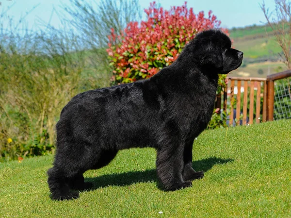 Sebuah Gambar Yang Indah Dari Newfoundland Anjing Luar Ruangan Pada — Stok Foto