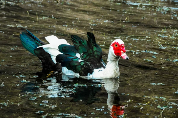 Tiro Perto Ganso Nadando Lago Durante Dia — Fotografia de Stock