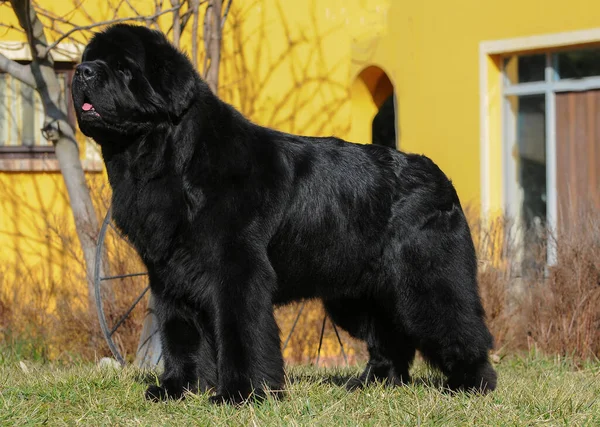 A closeup of a Newfoundland dog outdoors.