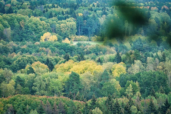 Schöne Aussicht Auf Einen Wald Mit Vielen Bäumen — Stockfoto