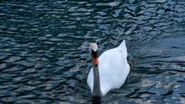 Лебедь Озере — стоковое видео