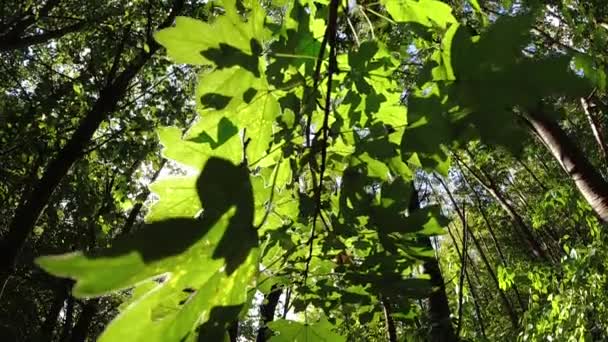 森の木々の下から上までの眺め — ストック動画
