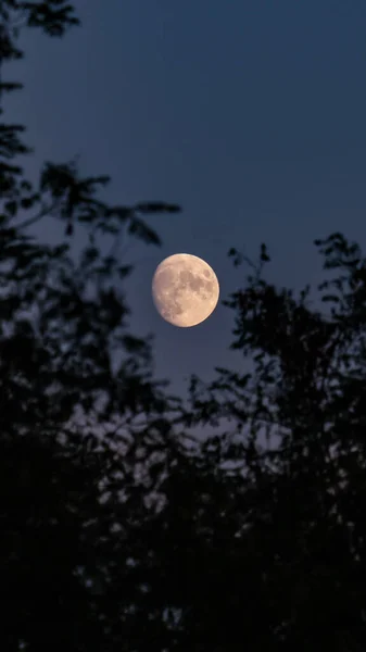 Una Hermosa Vista Ramas Árboles Con Luna Llena Fondo — Foto de Stock