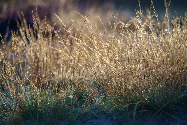 Droge Gouden Gras Planten Een Zonnige Dag — Stockfoto