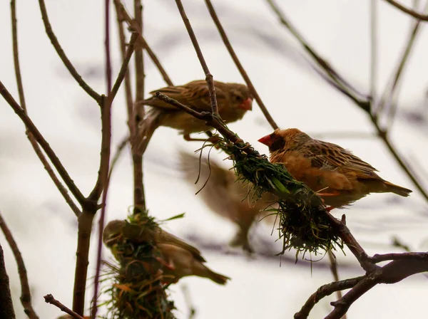 Ağaçtaki Kuşların Alçak Açılı Görüntüsü — Stok fotoğraf